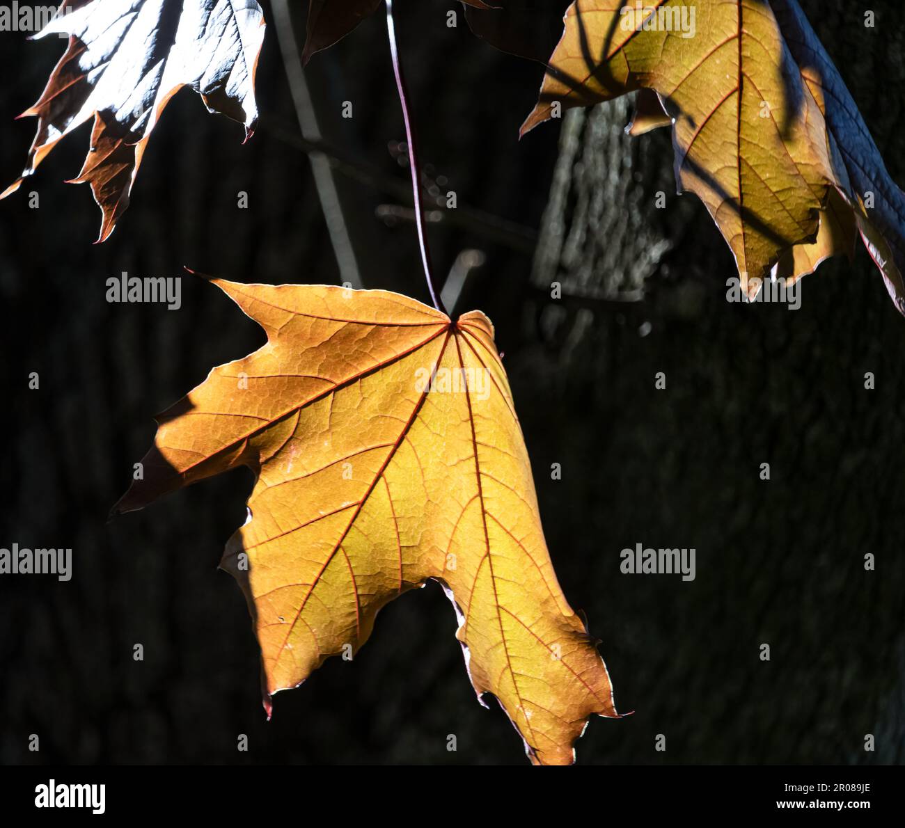 Luce e buio contrastati tra la foglia e la corteccia di un acero di Norvegia, Acer platanoides, mezzogiorno in primavera, estate o autunno, Lancaster, Pennsylvania Foto Stock