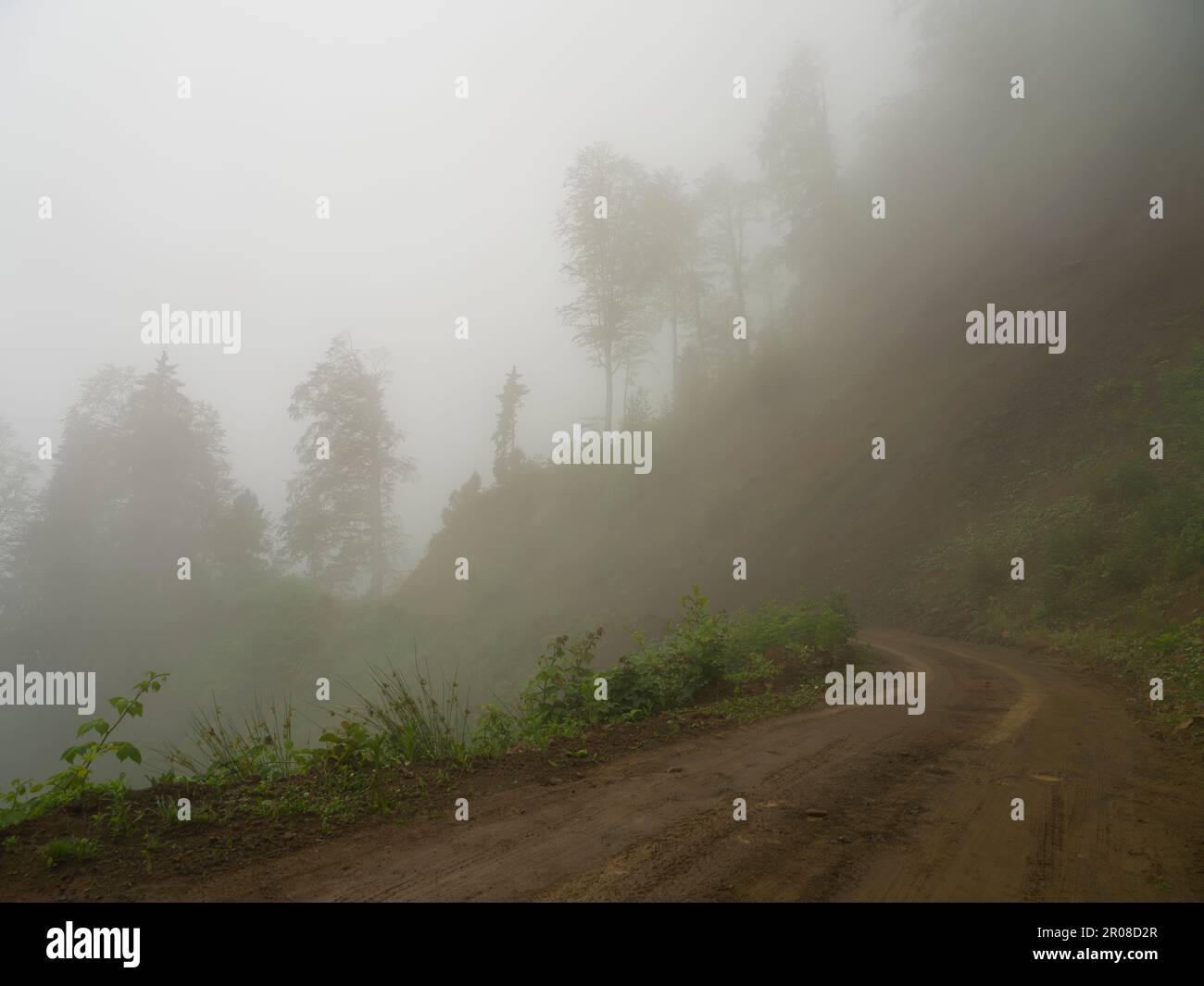 La pineta sulla strada di montagna è molto appannata. atmosfera spaventosa. Tonalità scura e immagine vintage. Foto Stock