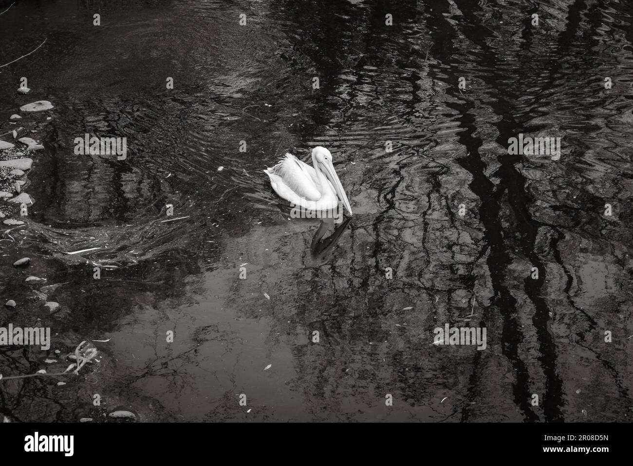 Pellicano bianco nell'acqua. Solitario pellicano in stagno. Animali dello zoo. Animali selvatici nello zoo. Pelican nuoto nel lago. Concetto di fauna selvatica Foto stock - Alamy