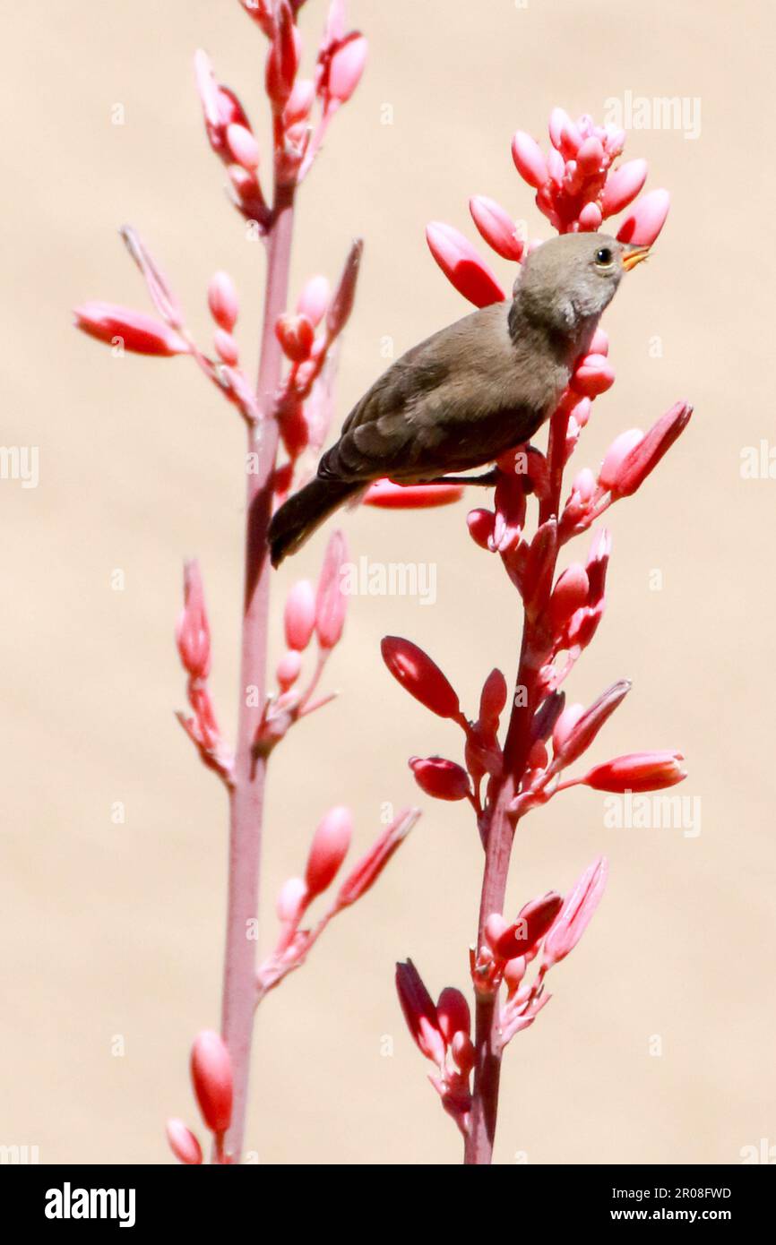 L'uccello Vireo di Bell sulla pianta Yucca rossa fiorita Foto Stock