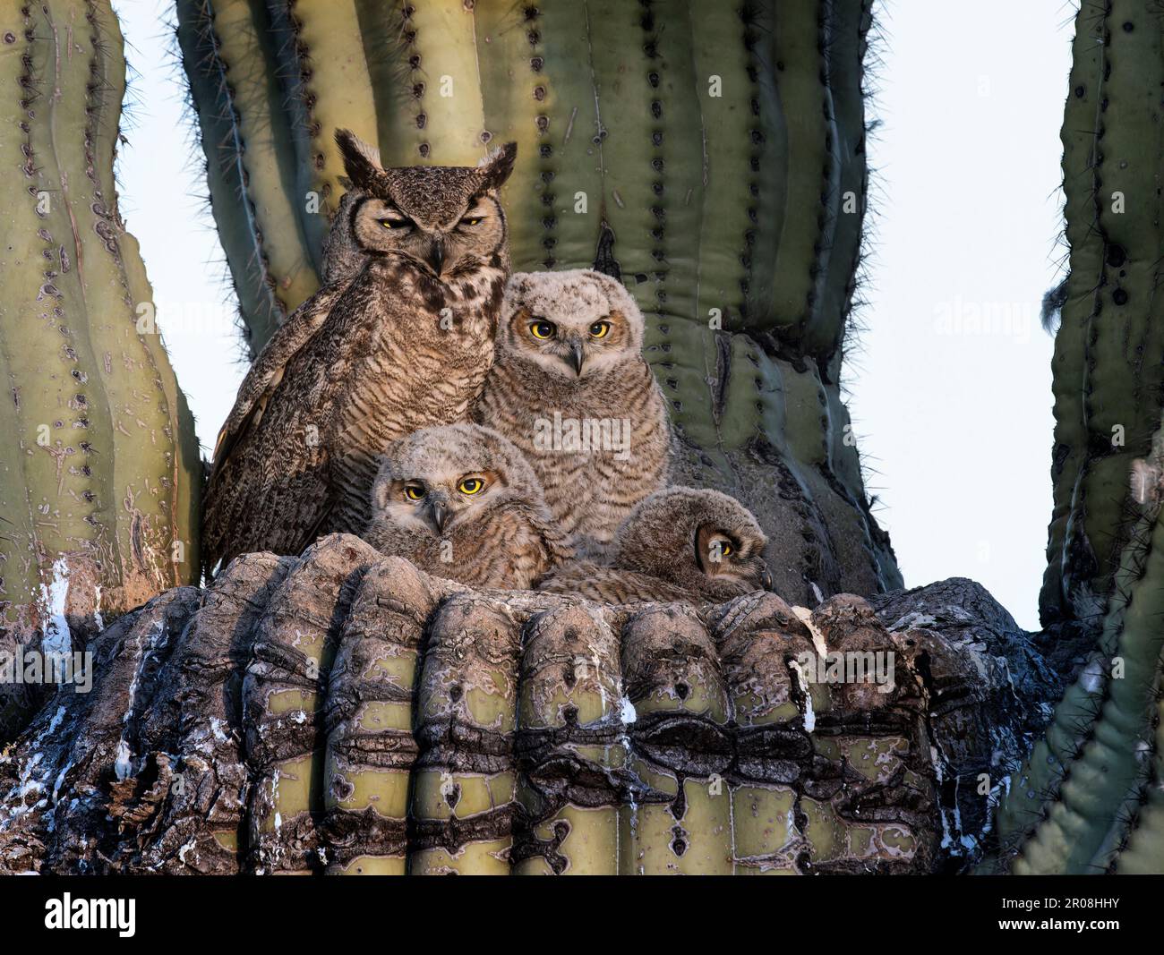 Grande gufo Nest Saguaro Cactus Foto Stock