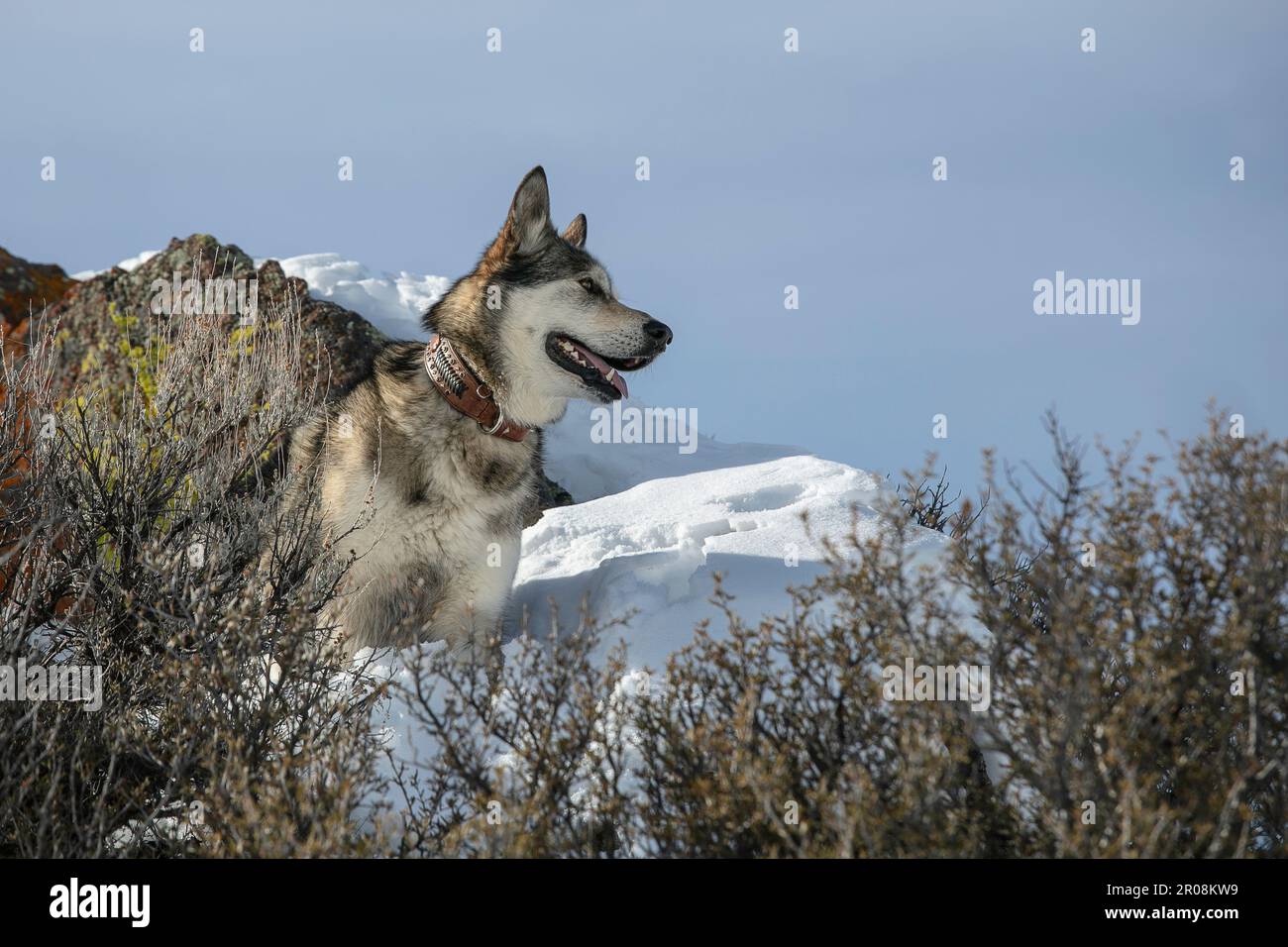 Malamute nella neve Foto Stock