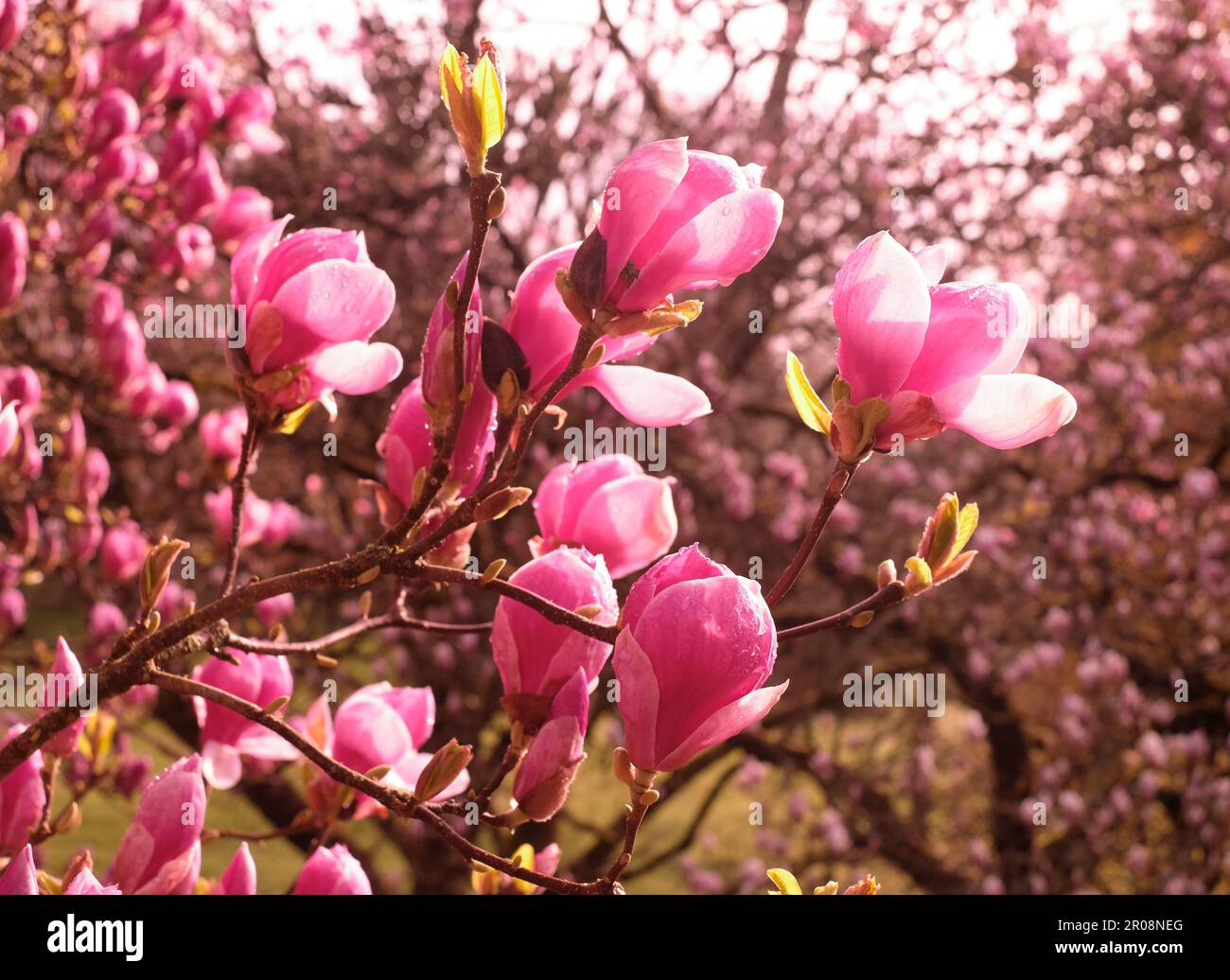 Alberi di magnolia sulla tenuta di Dartington nel Devon del sud Foto Stock