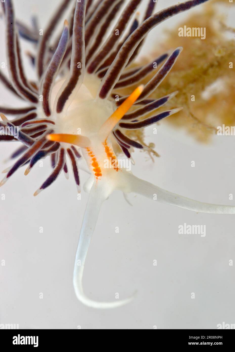 Nudibranco, Hervia costai, Porto Conte, Alghero, Sardegna, Italia Foto Stock