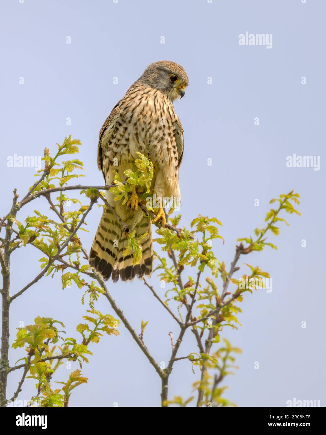 Comune Kestrel Falco tinnunculus scansione dalle cime dell'albero per gli elementi di prede nel Nord Norfolk, Regno Unito. Foto Stock