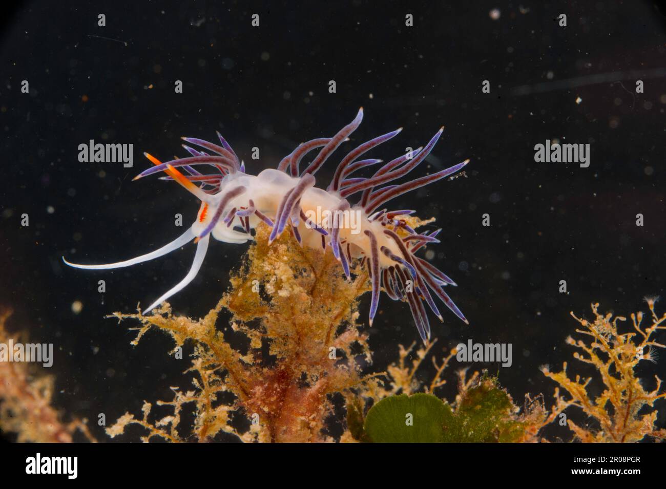 Nudibranco, Hervia costai, Porto Conte, Alghero, Sardegna, Italia Foto Stock