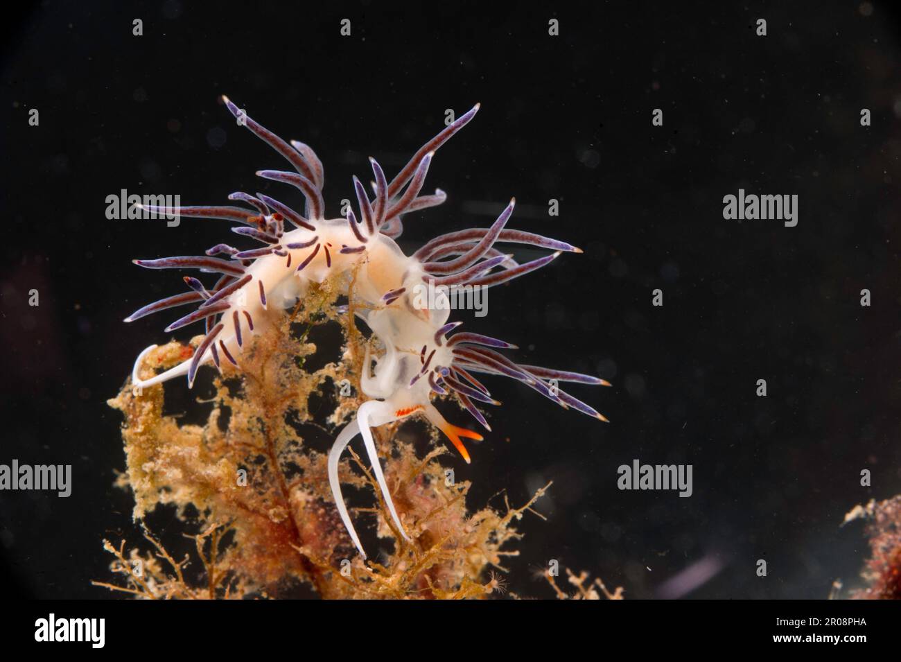 Nudibranco, Hervia costai, Porto Conte, Alghero, Sardegna, Italia Foto Stock
