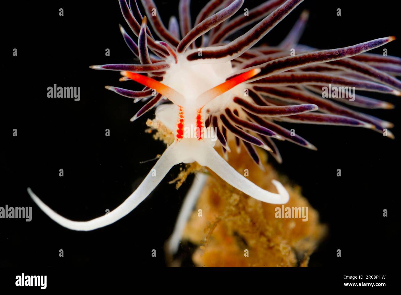 Nudibranco, Hervia costai, Porto Conte, Alghero, Sardegna, Italia Foto Stock