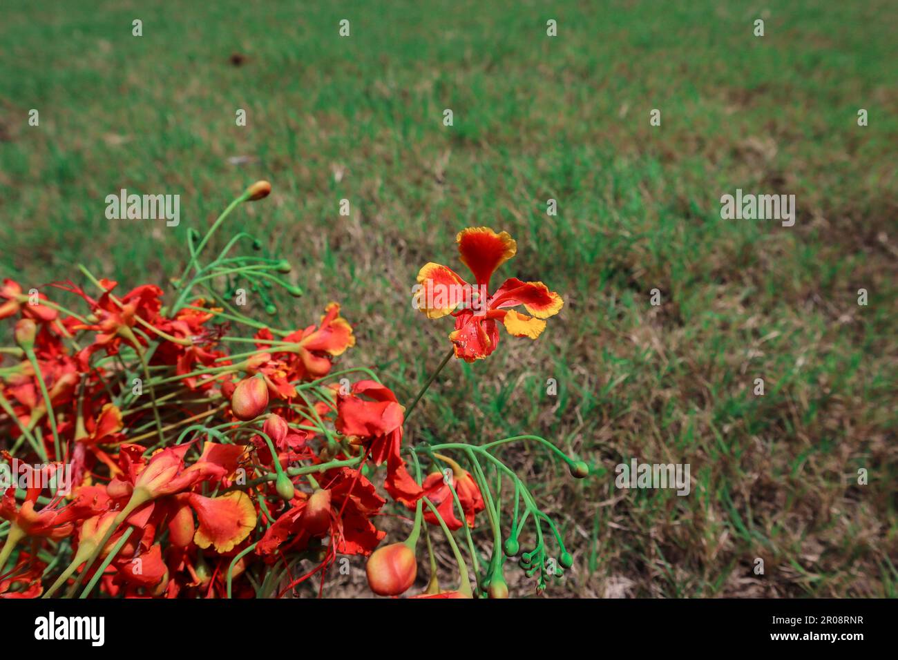 Fiore fresco bicolore chiamato Peacock fiore anche conosciuto come caesalpinia pulcherrima o flametere gulmohar Foto Stock