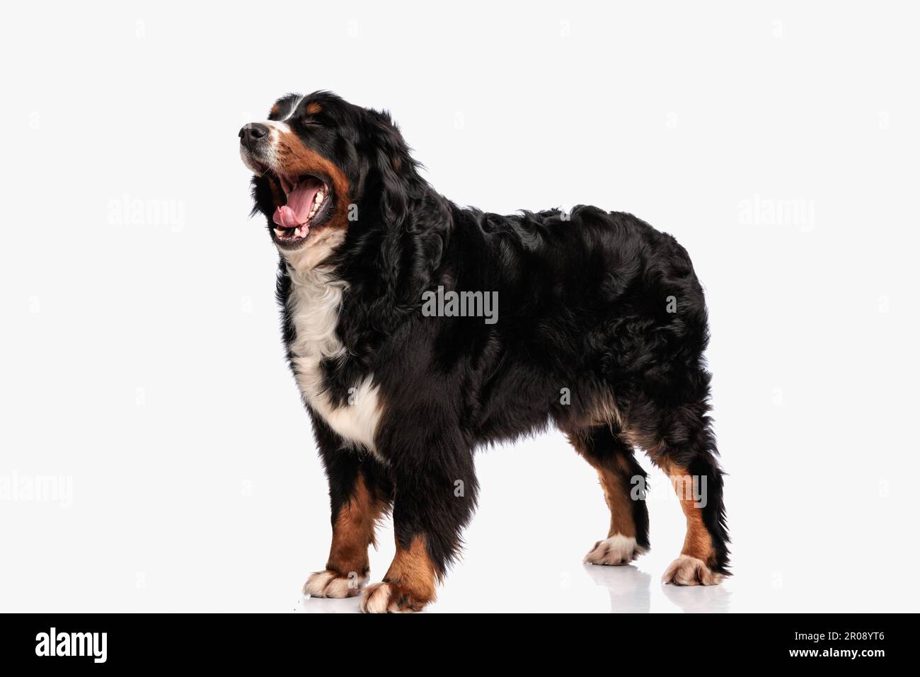 sonnolento cane pastore berna in piedi e sbadiglio su sfondo bianco in studio Foto Stock