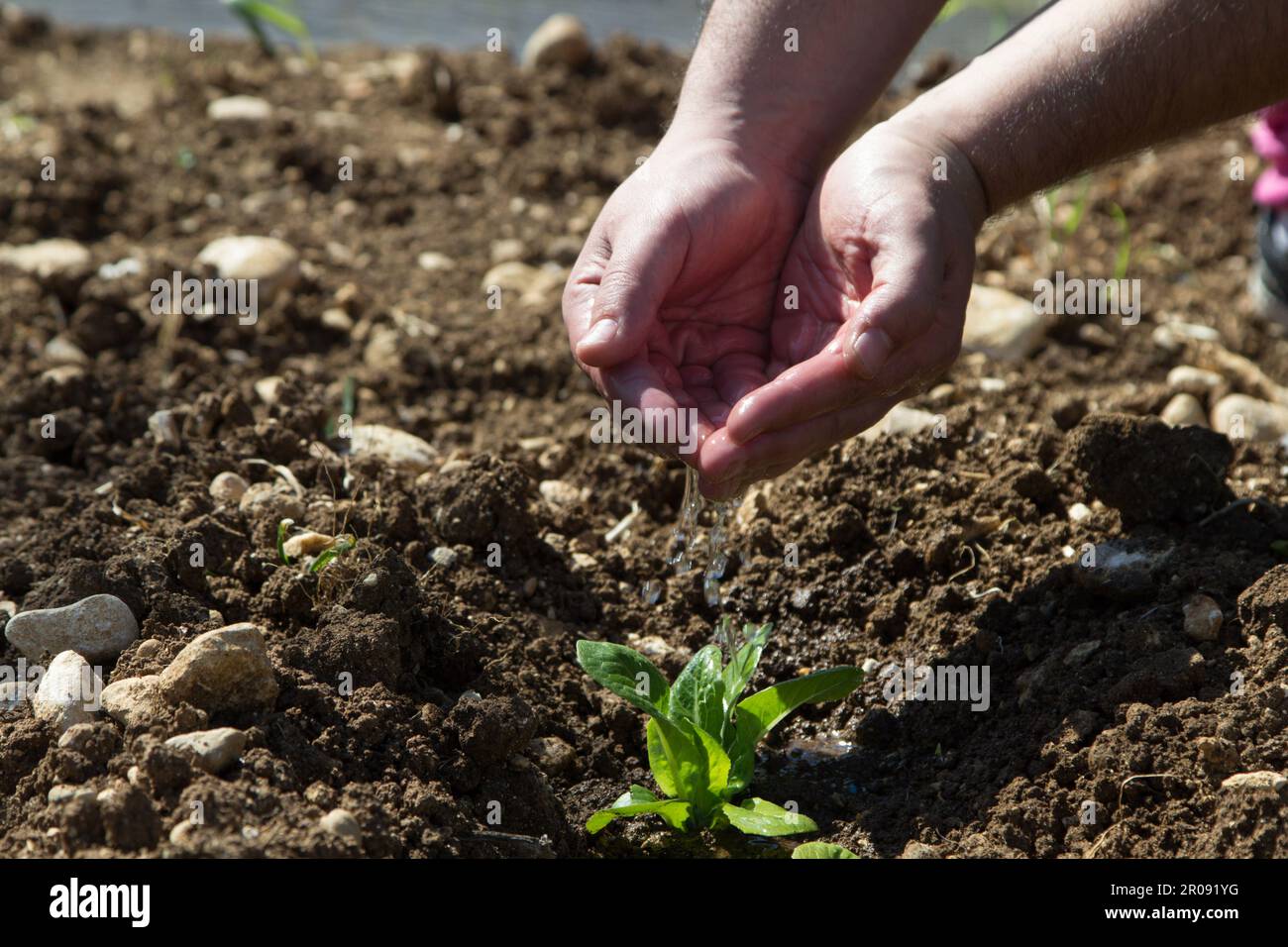 Immagine delle mani di un uomo che versano acqua su una piccola piantina. Riferimento al nutrimento e alla crescita. Foto Stock