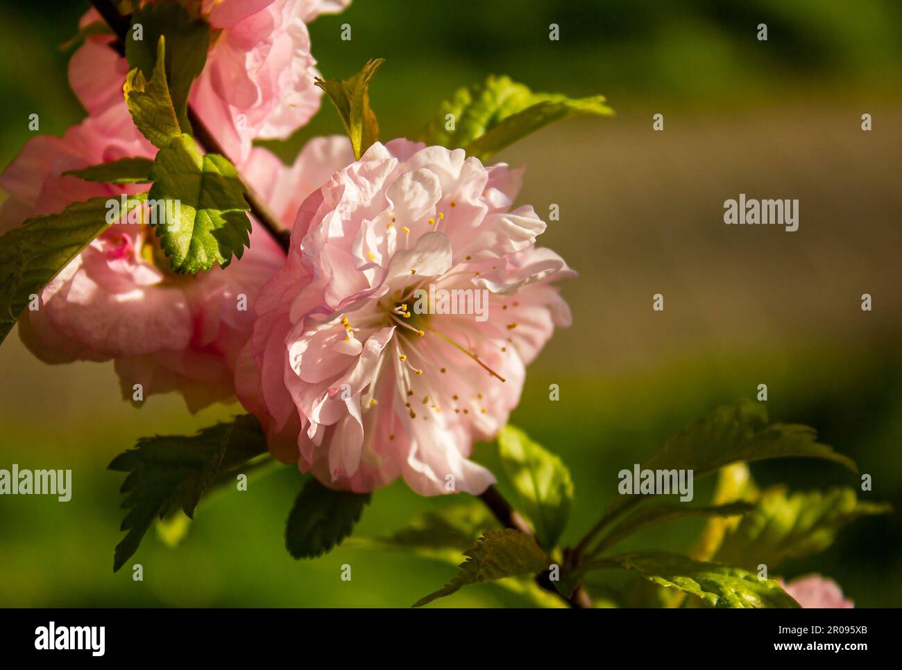Primo piano della fioritura di Luiseania nel giardino primaverile. Fioritura di fiori rosa di Almond a tre lame. Ramo con fiore rosa. Primavera Rose Cherry Blossom Wi Foto Stock