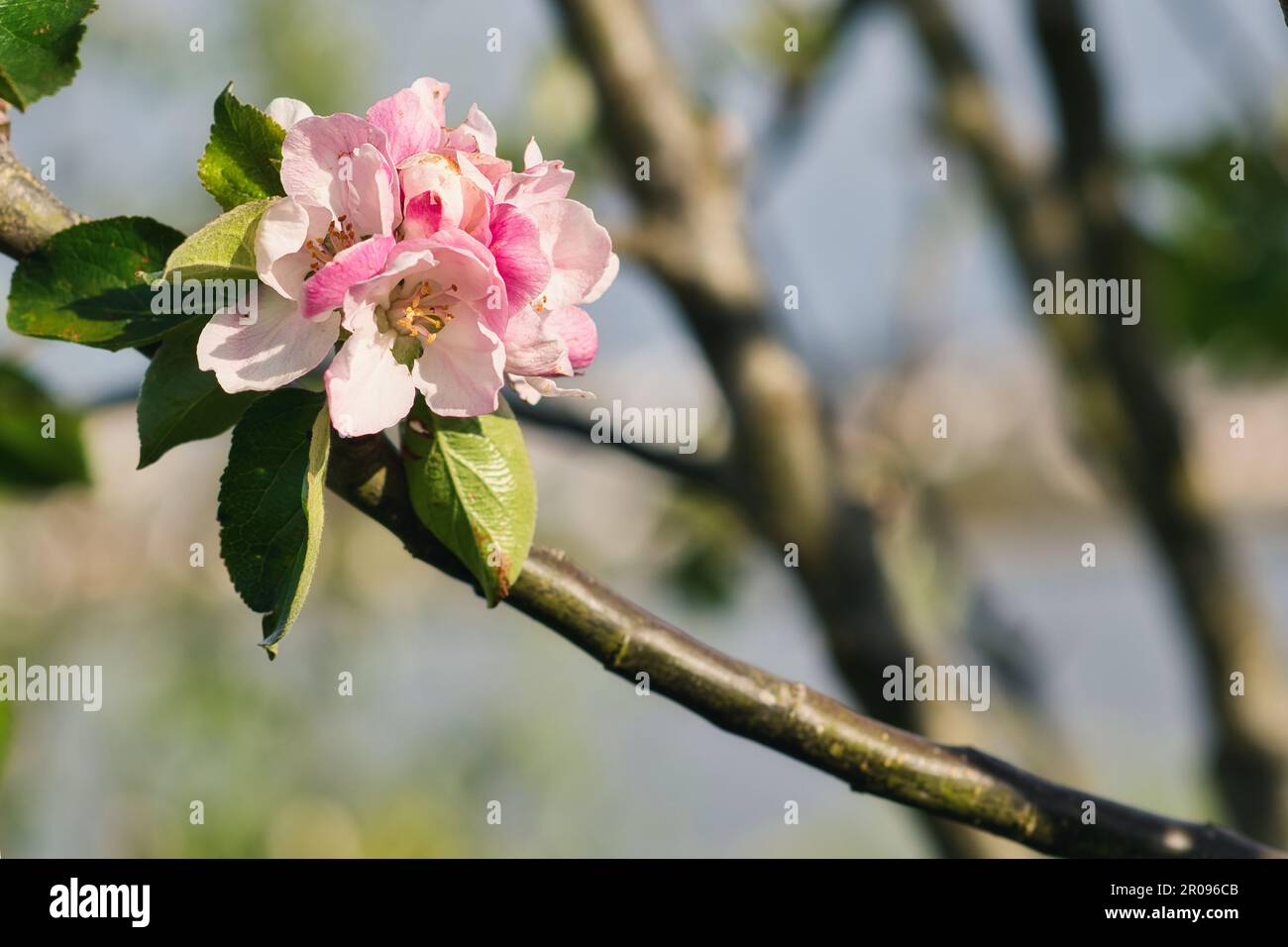 Primo piano di bellissimi fiori rosa delicati sul ramo del giardino Foto Stock