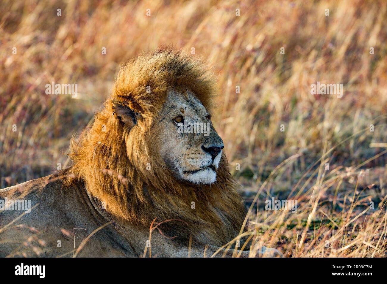 Leoni africani Kenya Africa orientale Foto Stock