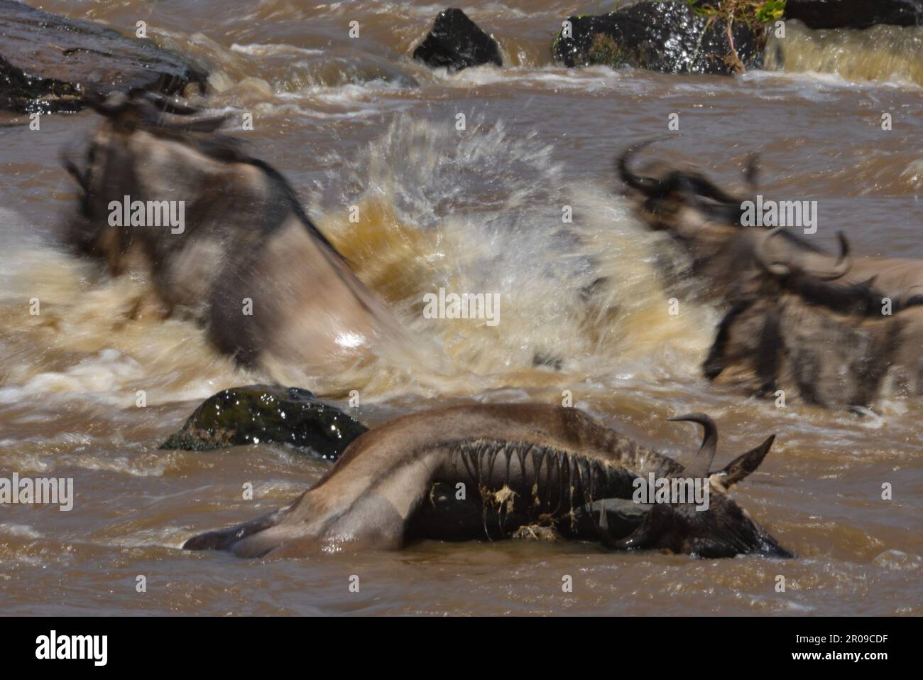 Fauna africana Foto Stock