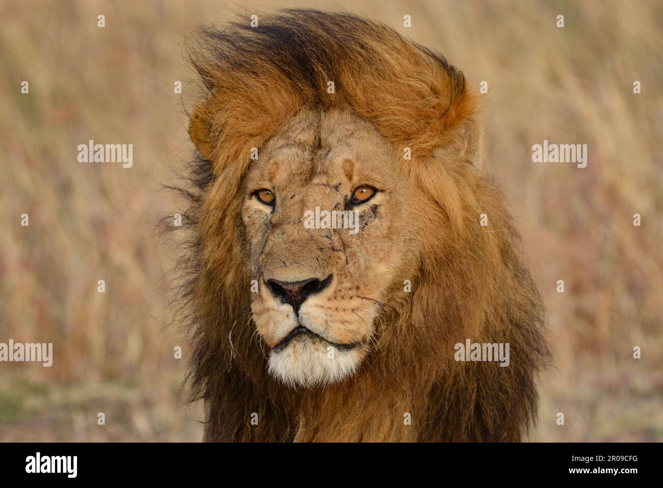 Leoni africani Kenya Africa orientale Foto Stock