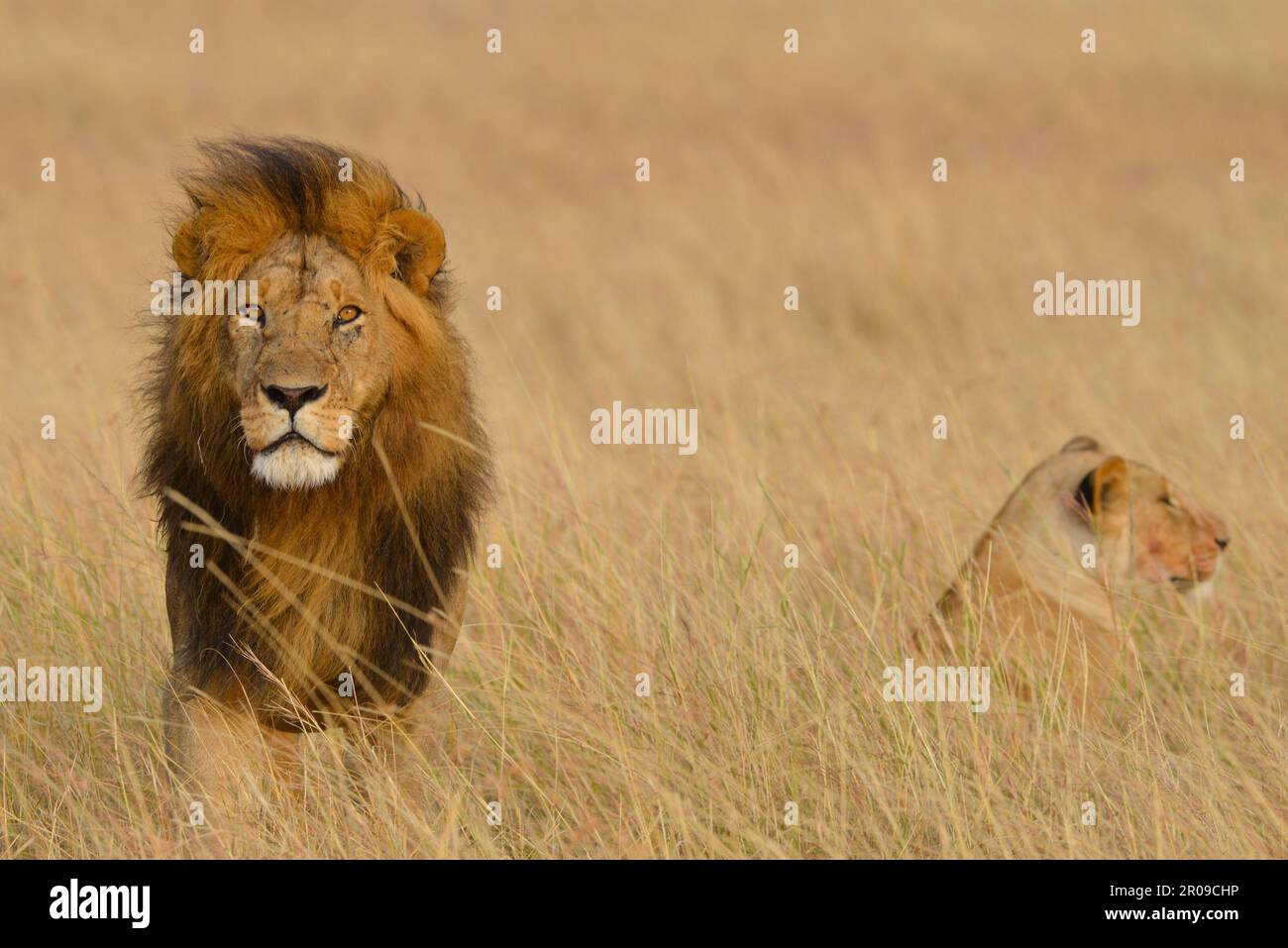 Leoni africani Kenya Africa orientale Foto Stock