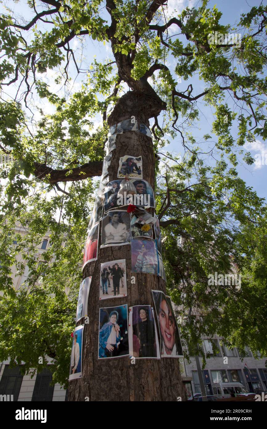 Michael Jackson Memorial Tree di fronte al Kempinski Hotel, Budapest, Ungheria Foto Stock