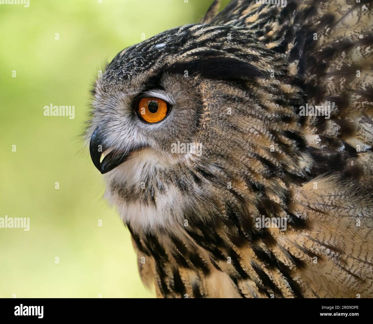 Primo piano di un gufo di aquila eurasiatica. Foto Stock