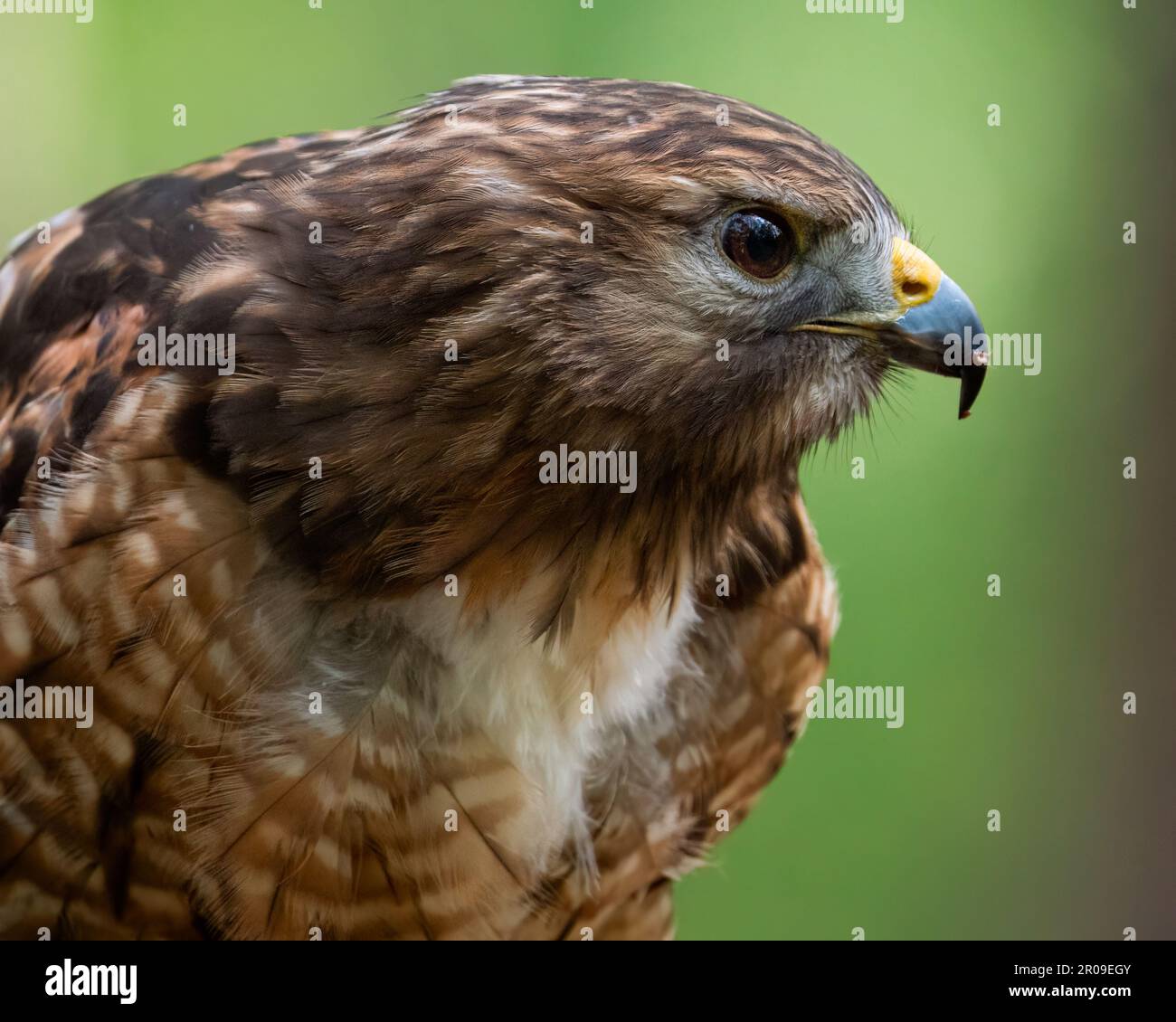 Un ritratto di un falco rosso-shoulderd . Foto Stock