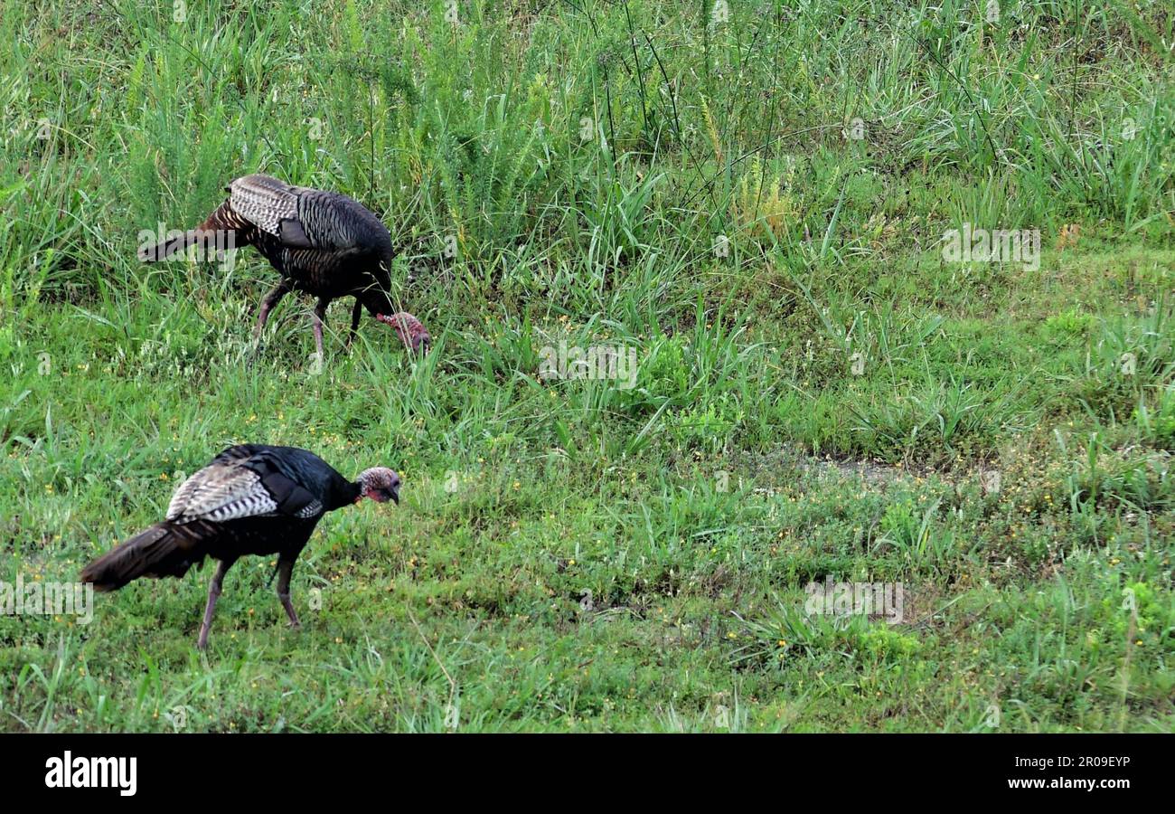 Due tacchini camminano e mangiano in un campo. Foto Stock