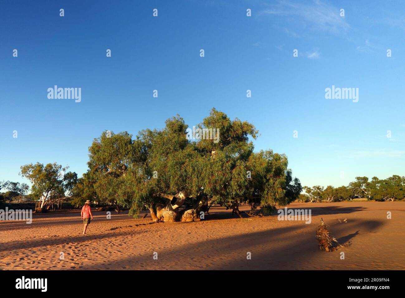 Massiccio antico albero di eucalipto che cresce nel mezzo del fiume Wooramel secco, Wooramel River Station, Australia Occidentale. No MR Foto Stock