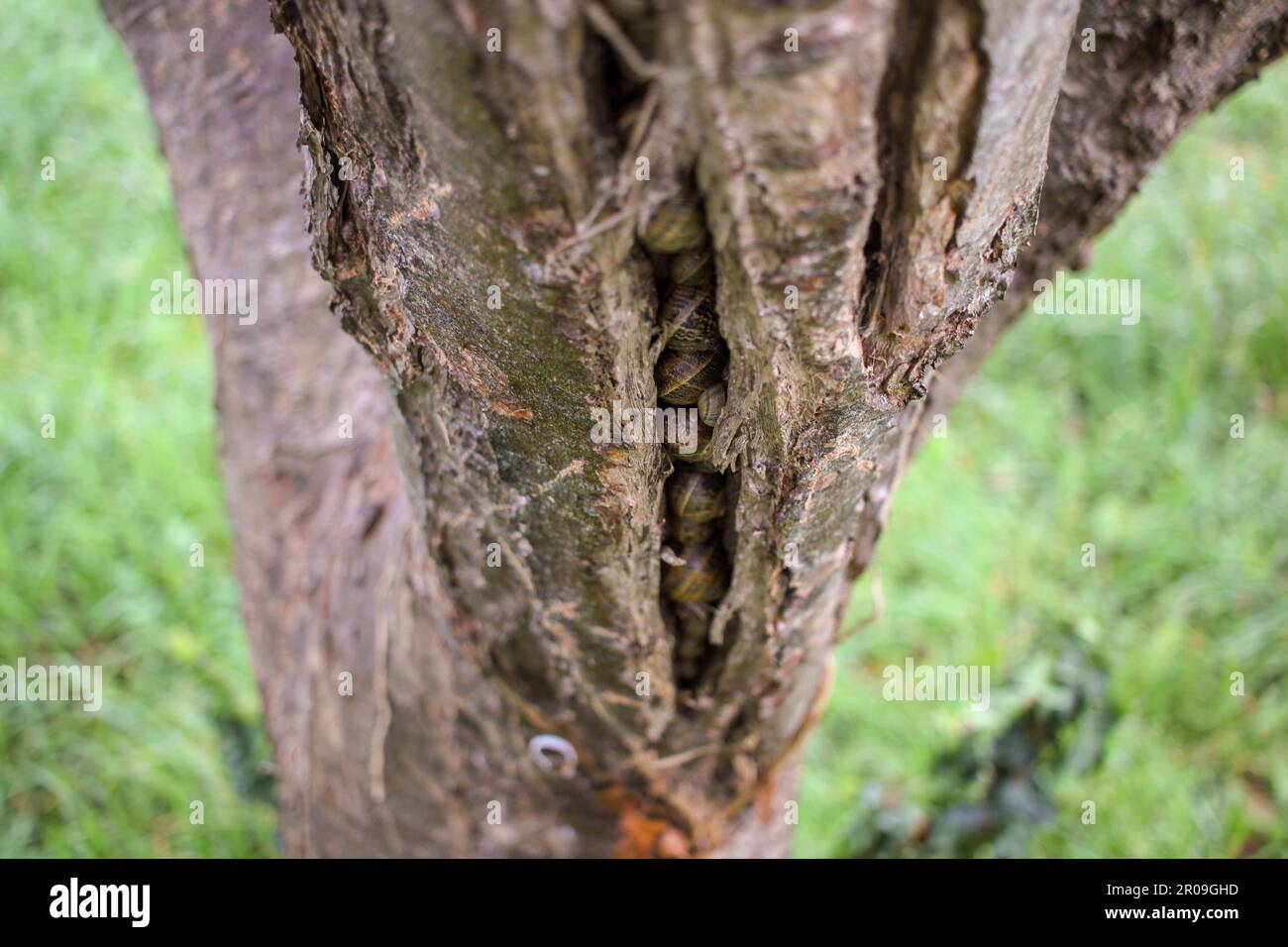 alcune lumache che vivono all'interno di un albero di mele Foto Stock