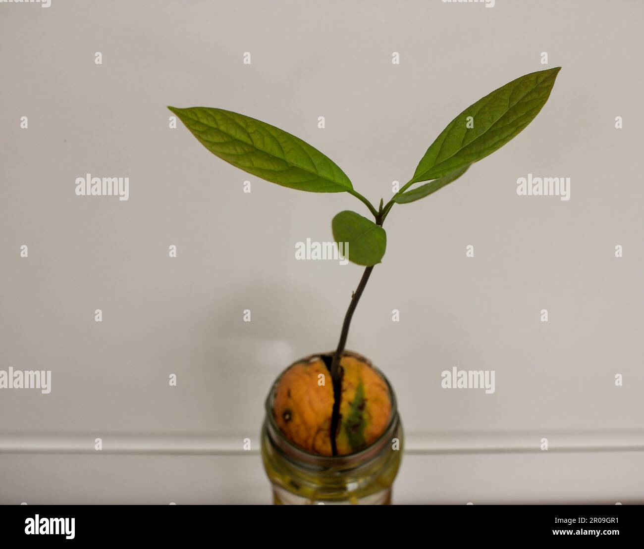 pianta di avocado che cresce velocemente nel paese da un seme Foto Stock