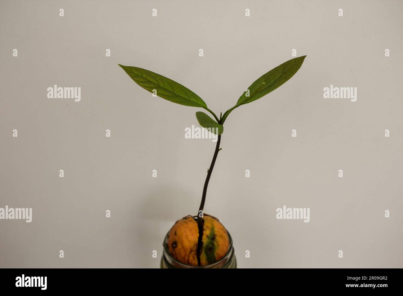 pianta di avocado che cresce nel paese da un seme Foto Stock