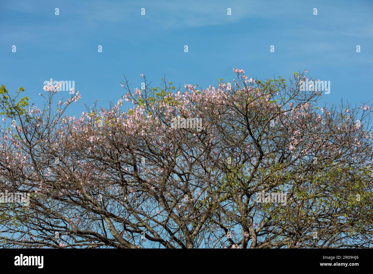 Fiore di Ceiba speciosa o Charisia speciosa che impollinano api in fuoco selettivo e sfocato background.Tropical foresta. Albero di Paineira fiore rosa Foto Stock