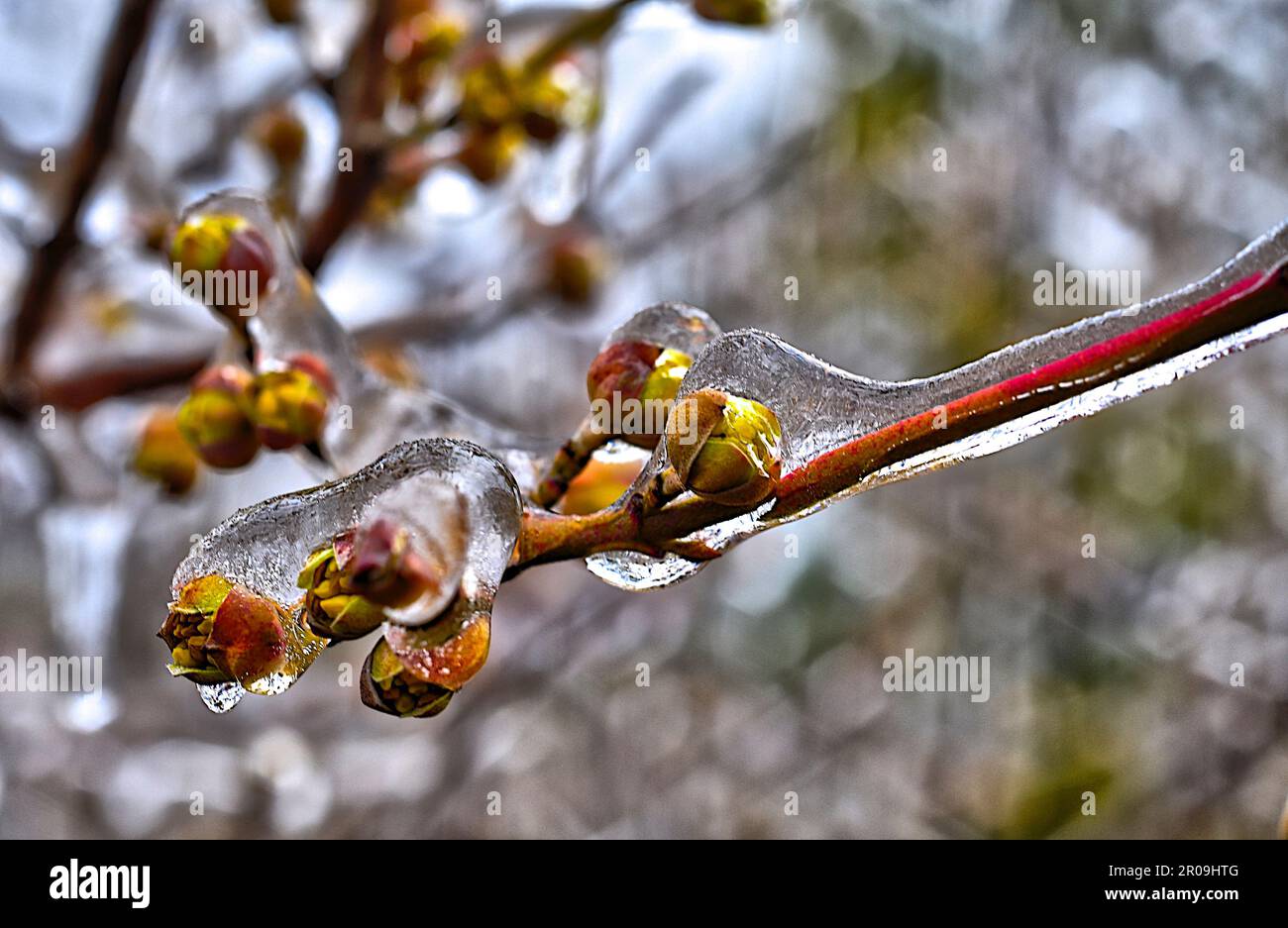 Piante congelate in inverno con ghiaccio coperto Foto Stock