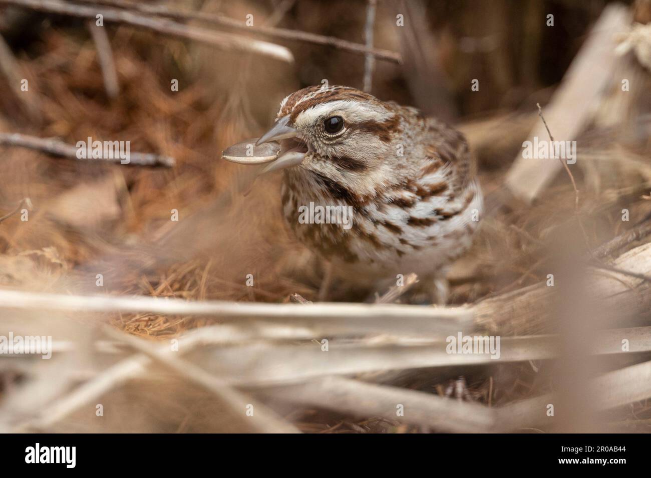 (Ottawa, Canada---07 Maggio 2023) Song Sparrow a Mer Bleue Bog. Copyright 2023 Sean Burges / Mundo Sport immagini. Foto Stock