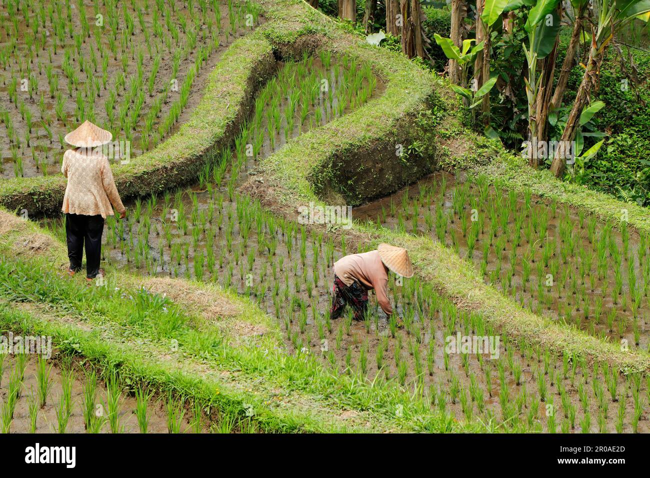 Ubud, Bali, Indonesia - 7 settembre 2019: Una donna non identificata che lavora in una risaia delle lussureggianti risaie verdi di Tegallalang Foto Stock