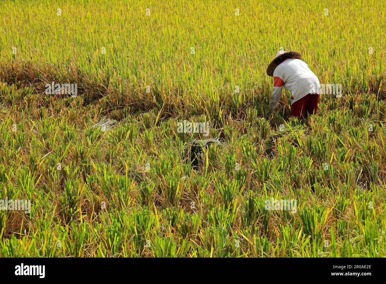 Ubud, Bali, Indonesia - 6 settembre 2019: Una donna che lavora in una risaia rurale - il riso è il posto centrale nella cultura e nella cucina indonesiana Foto Stock