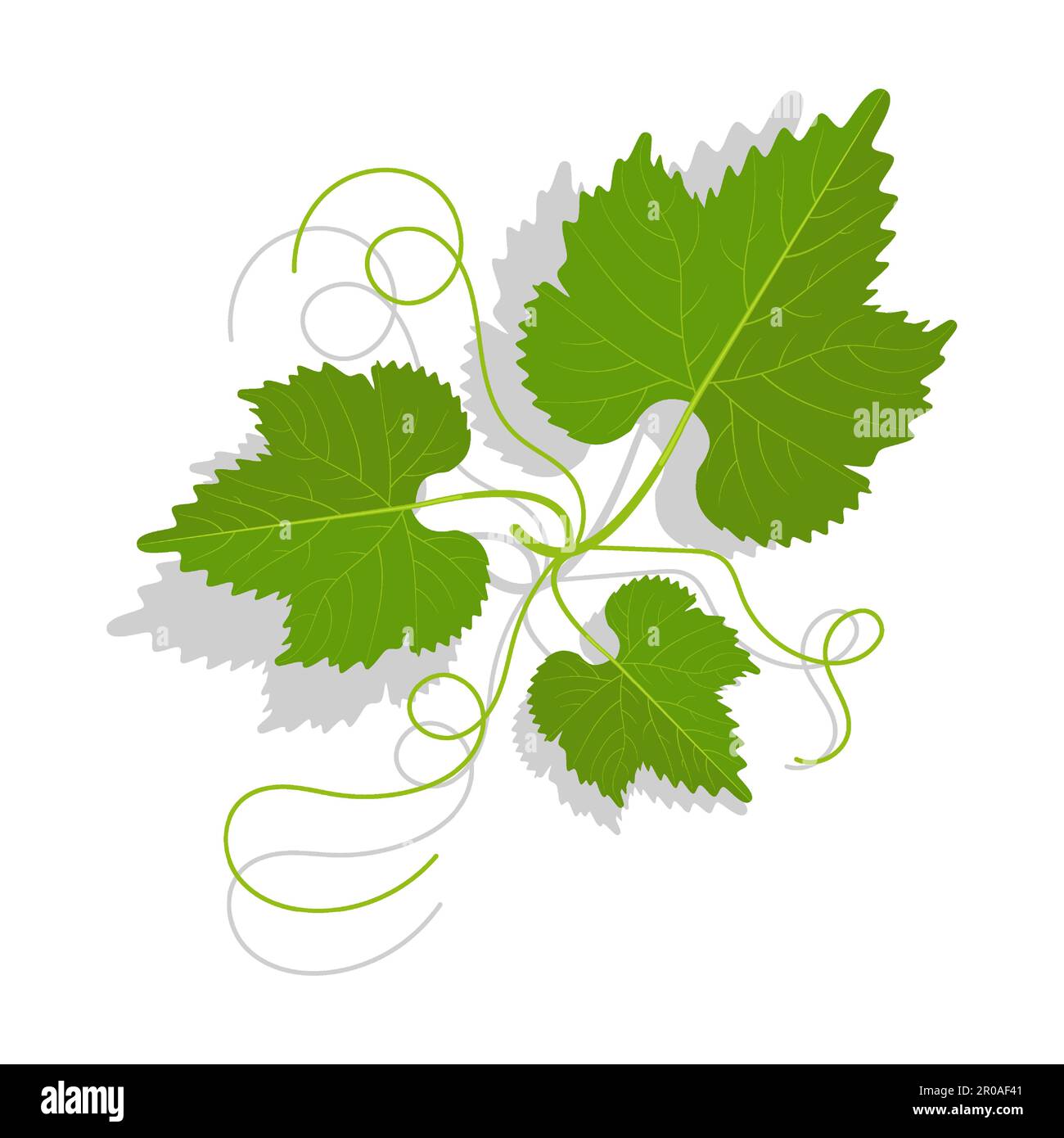 Foglie d'uva con tendoli ramificati. Vinificazione, giardinaggio e agricoltura. Vettore cartoon isolato su sfondo bianco Illustrazione Vettoriale