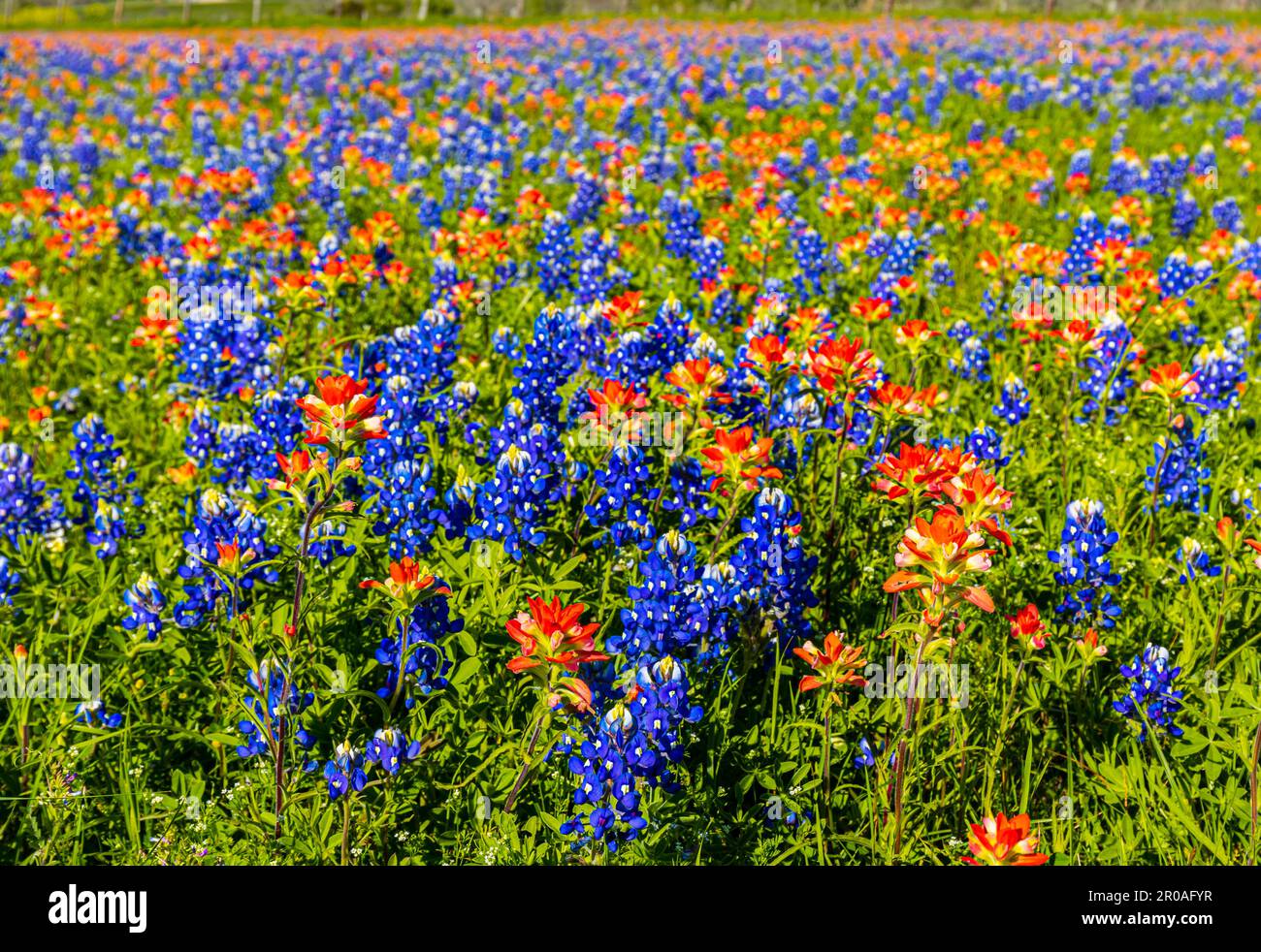 Campo pieno di fiori selvatici del Texas, Contea di Washington, Texas USA Foto Stock