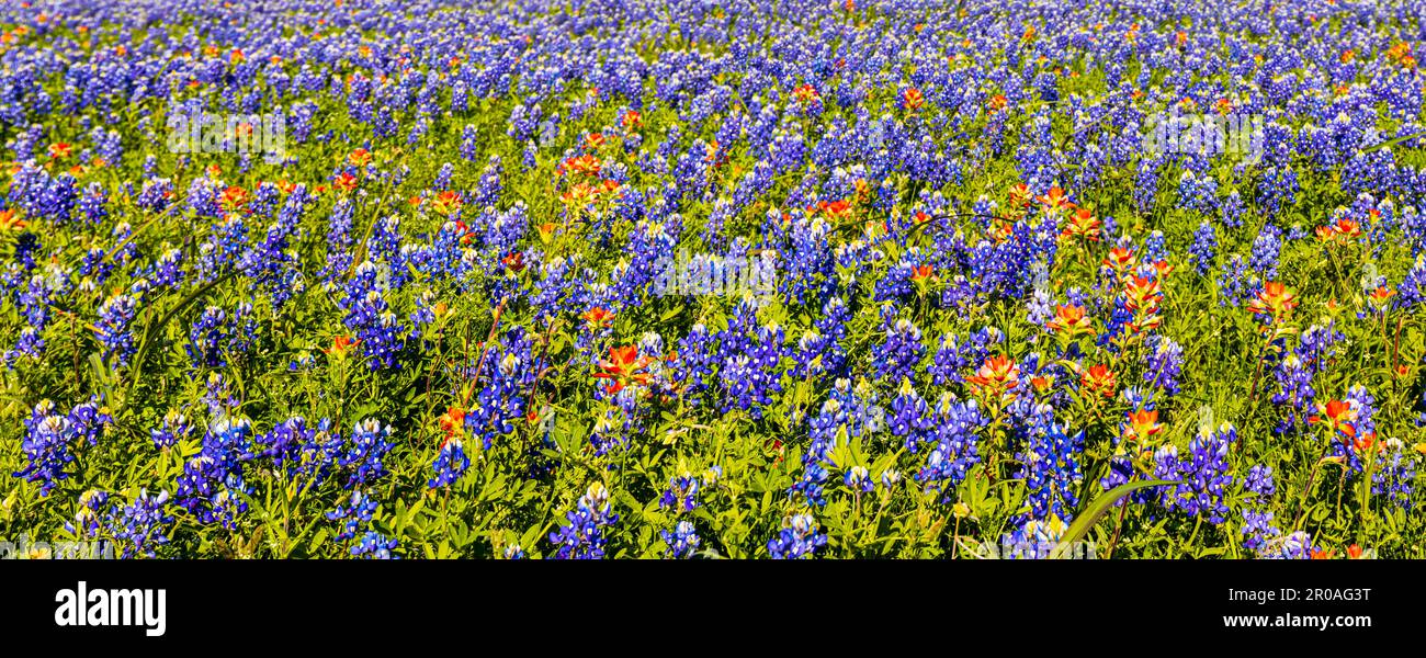 Campo pieno di fiori selvatici del Texas, Contea di Washington, Texas USA Foto Stock