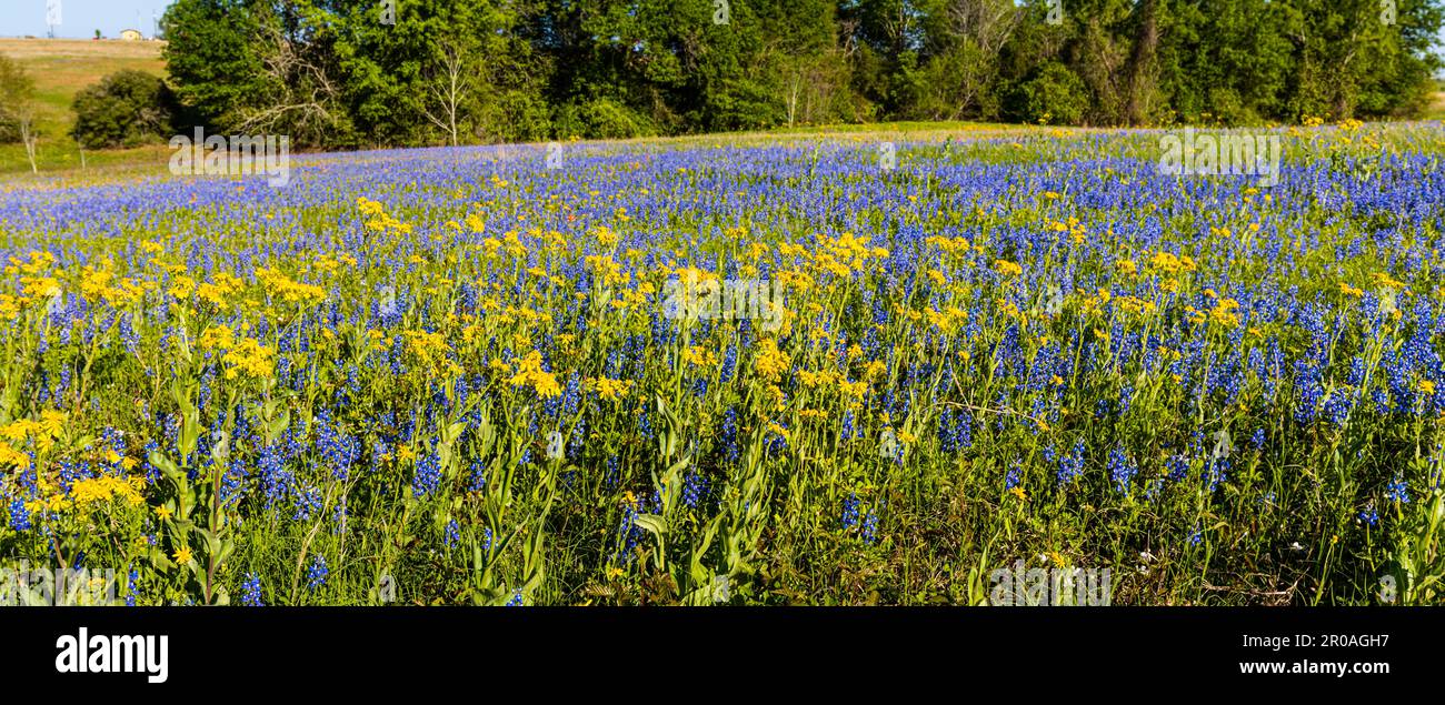 Campo pieno di fiori selvatici del Texas, Contea di Washington, Texas USA Foto Stock