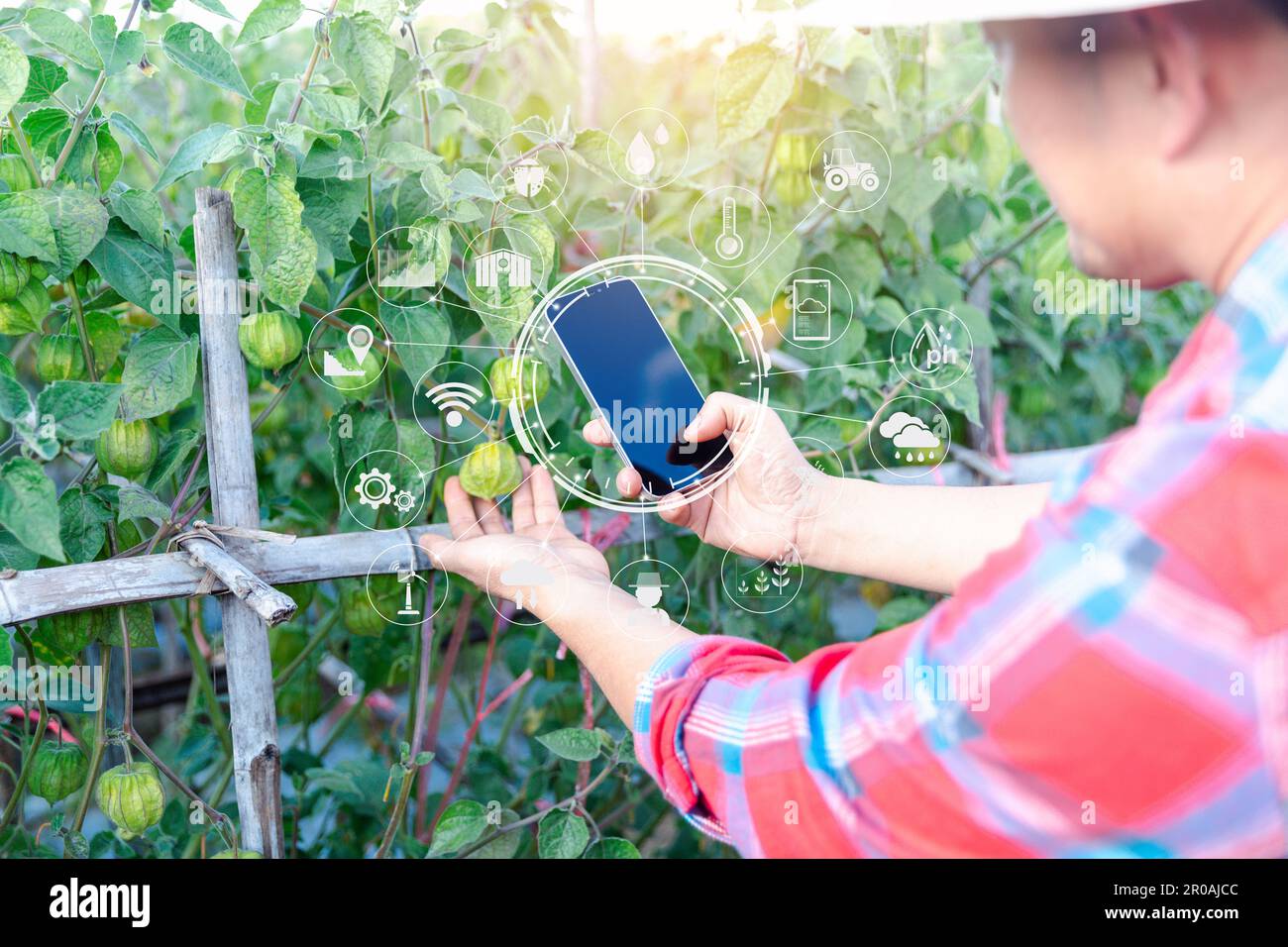 IoT, Internet of Things, agricoltura moderna, concetto di sistema agricolo intelligente. Tecnologia Internet che collega dispositivi e strumenti. gestione del computer digitale Foto Stock