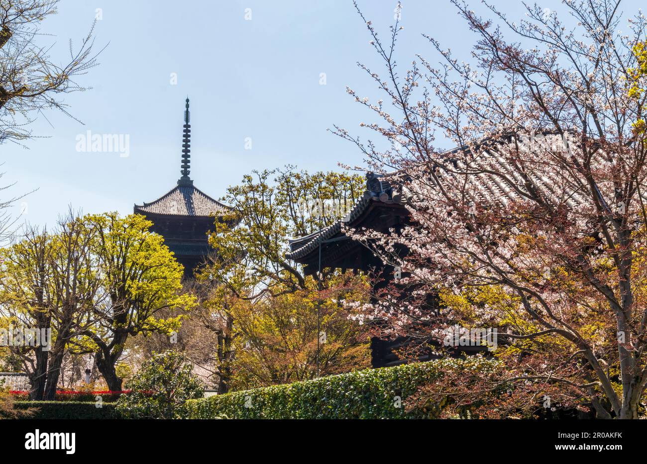 Kyoto Giappone - 28 marzo 2023: To-ji Gojunoto (Pagoda a cinque piani) e Sakura in fiore nel tempio to-ji a Kyoto, Giappone Foto Stock