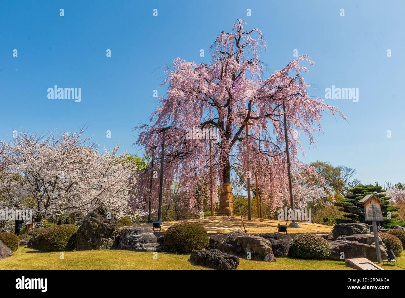 La bella Sakura fiorisce nel parco durante la stagione primaverile. Kyoto, Giappone Foto Stock
