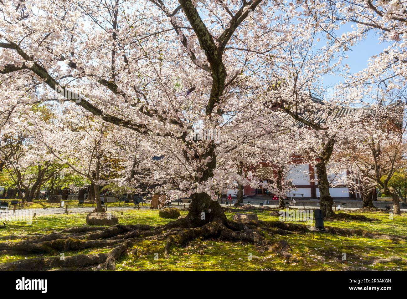 La bella Sakura fiorisce nel parco durante la stagione primaverile. Kyoto, Giappone Foto Stock