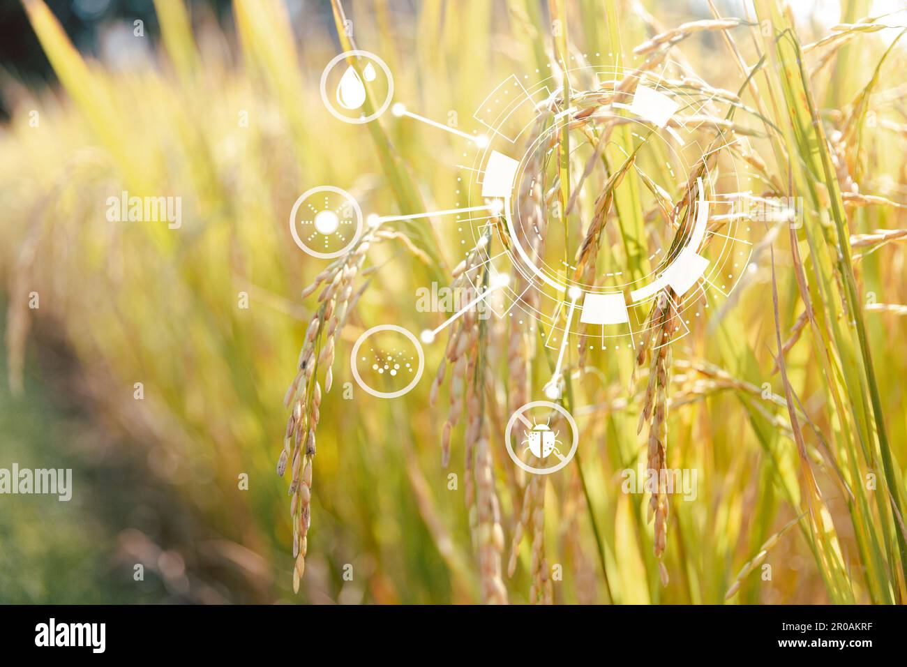 Tecnologia innovativa per sistemi agricoli intelligenti, gestione agricola, tecnologia e concetto di risaie. Concetto di agricoltura intelligente moderna agricola Foto Stock