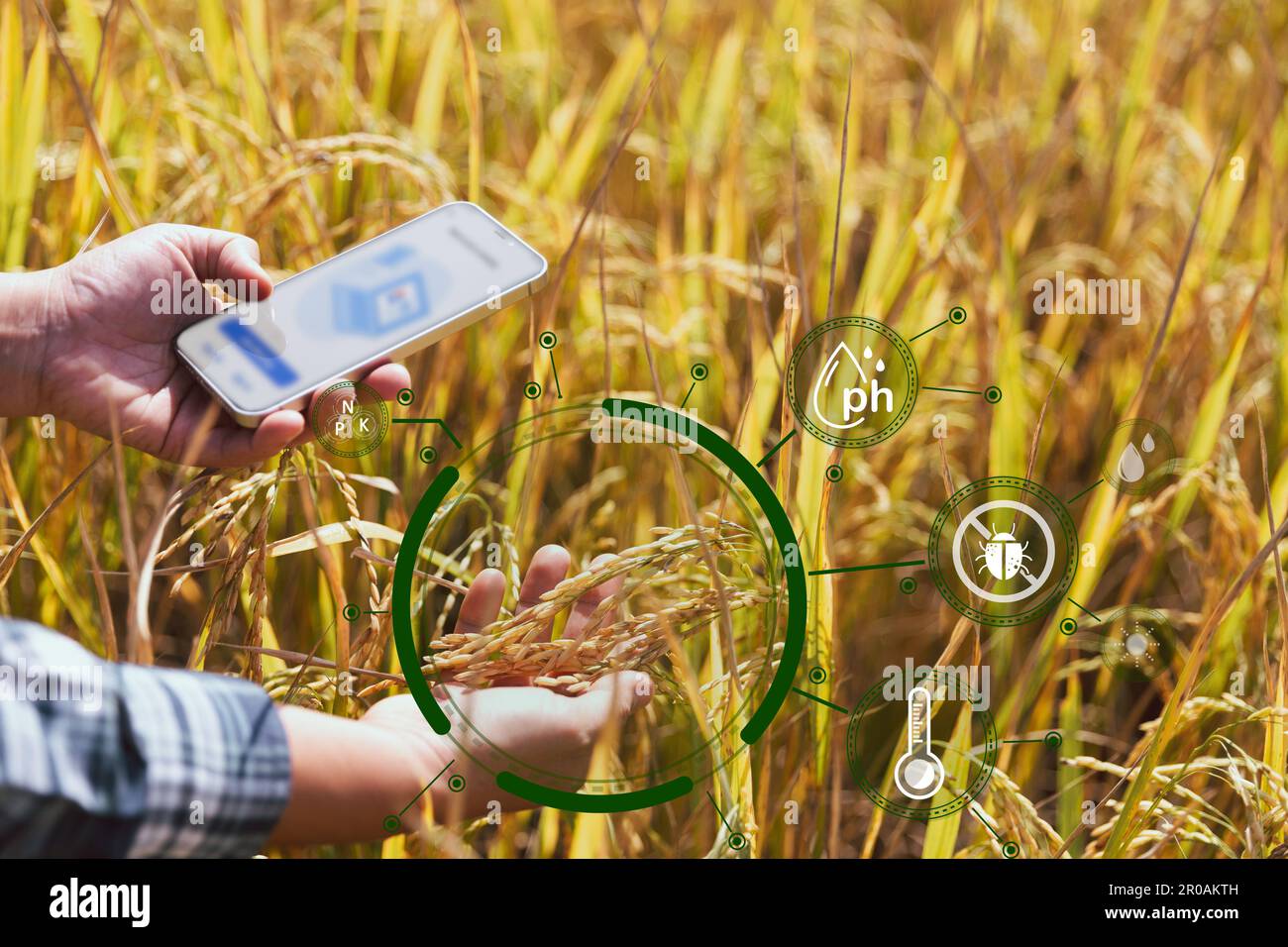 Agricoltura intelligente tecnologia agricola e agricoltura biologica Donna che utilizza tavoletta di ricerca e studiare lo sviluppo di varietà di riso in campo. Concetto Foto Stock
