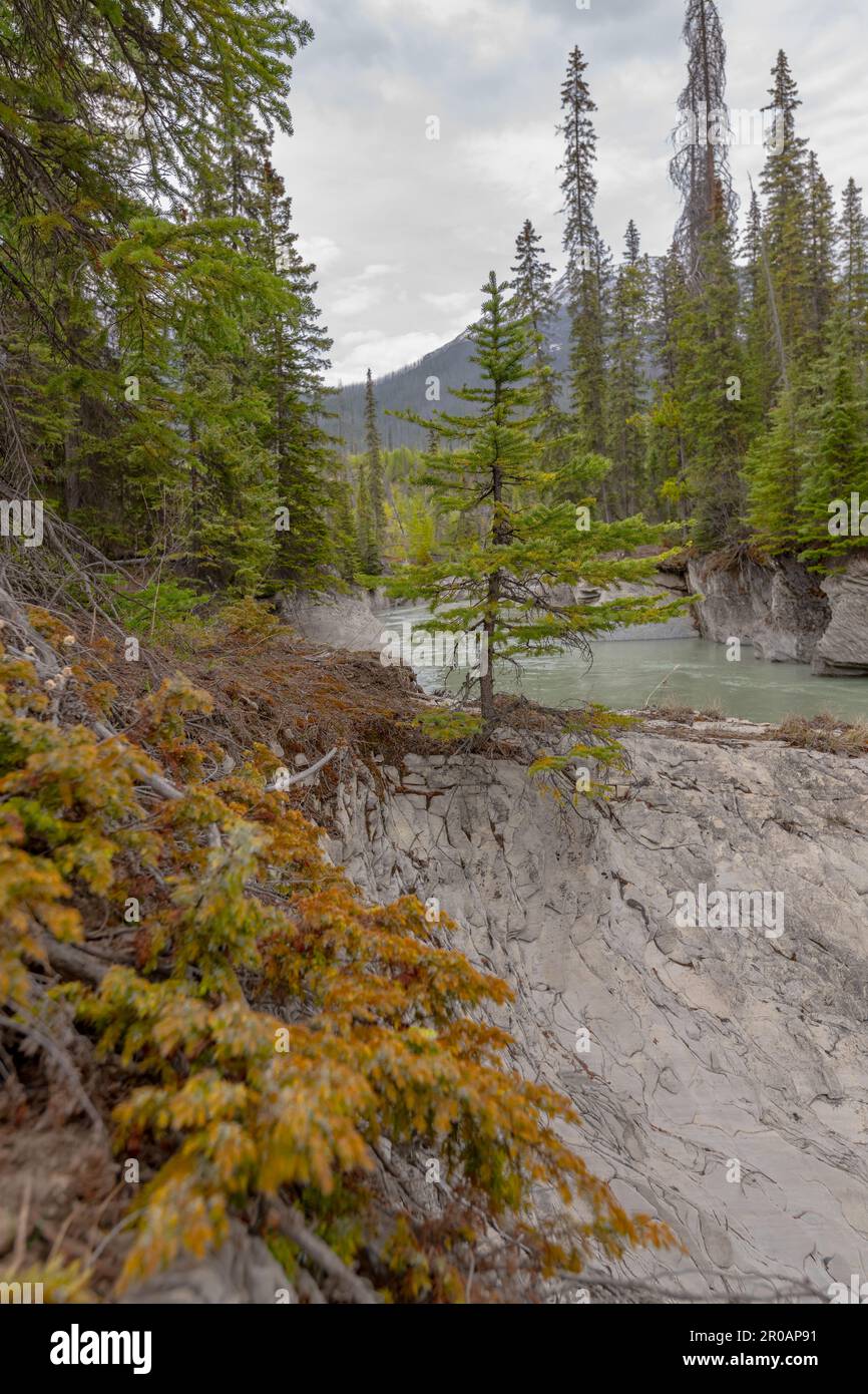 Incredibile paesaggio vicino al Parco Nazionale di Banff in primavera con acque turchesi che scorrono attraverso la foresta selvaggia con montagne innevate. Foto Stock