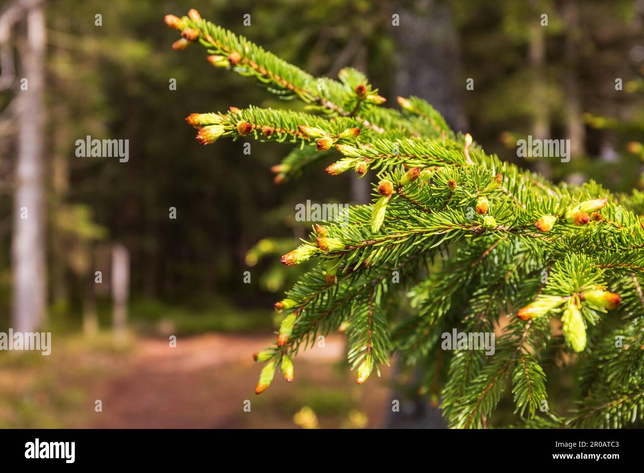 Ramo di abete rosso con germogli verdi Foto Stock