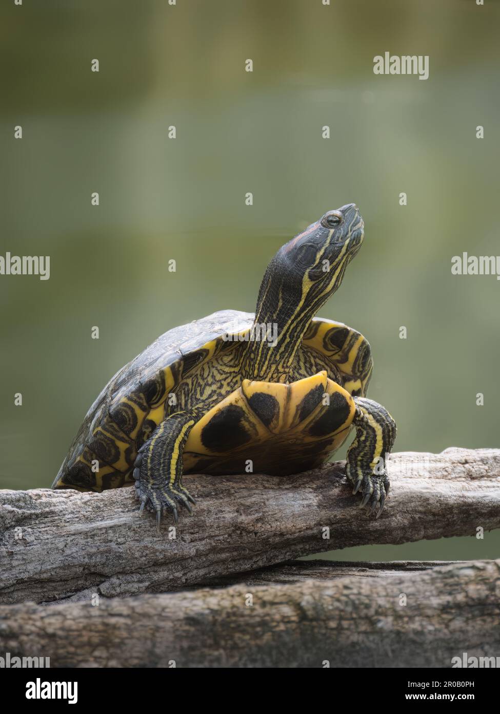 Prima vista di una tartaruga che riposa su un tronco di legno sopra acqua verde calma, con un guscio a fantasia e testa a strisce Foto Stock