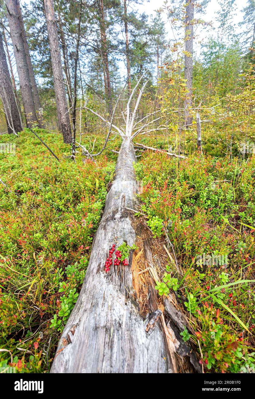 Il cowberry rosso maturo (lingonberry) cresce nella foresta. Un meraviglioso arbusto al bearberry fruttato Foto Stock