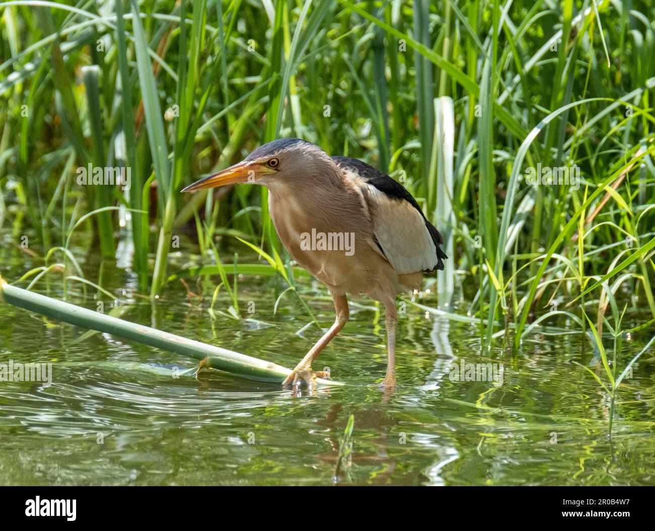 Maschio piccolo Bittern, Ixobrychus minutus che si ergono in habitat naturale, Agia Vavara, Cipro. Foto Stock