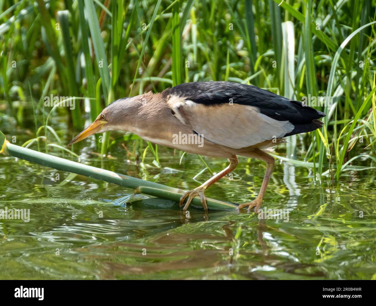 Maschio piccolo Bittern, Ixobrychus minutus che si ergono in habitat naturale, Agia Vavara, Cipro. Foto Stock